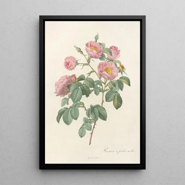 Rosa Mollissima Flore Submultiplici - Pierre Joseph Redouté — gerahmtes Bild an der Wand