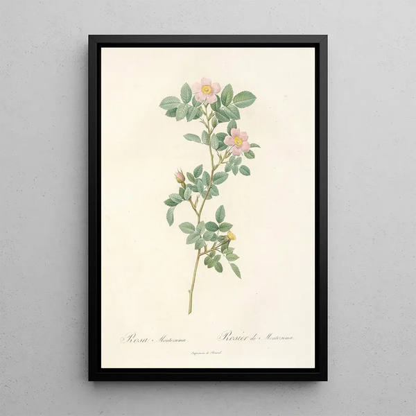 Rosa Montezuma - Pierre Joseph Redouté — gerahmtes Bild an der Wand
