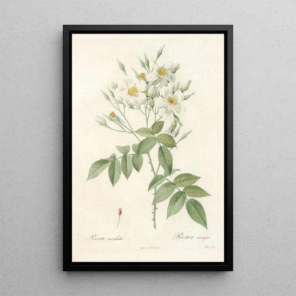 Rosa Moschata - Pierre Joseph Redouté — gerahmtes Bild an der Wand