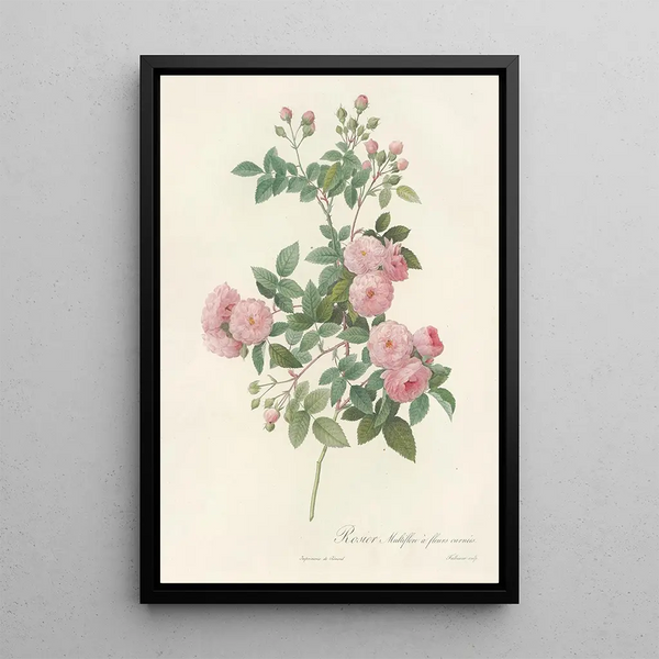 Rosa Multiflora Carnea - Pierre Joseph Redouté — gerahmtes Bild an der Wand