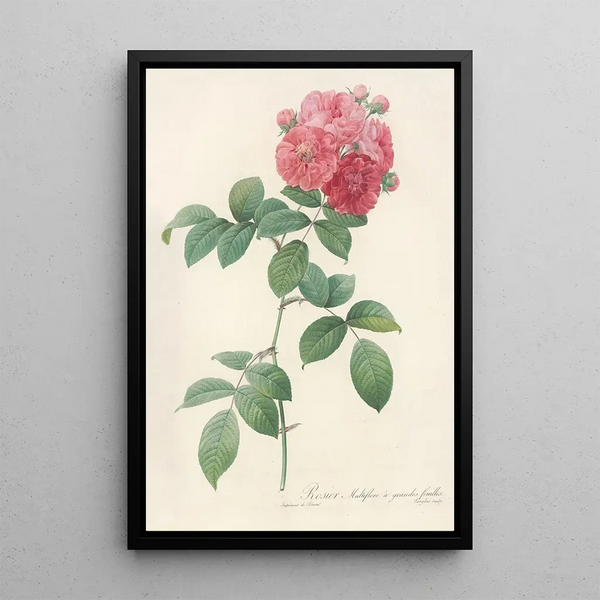 Rosa Multiflora Platyphylla - Pierre Joseph Redouté — gerahmtes Bild an der Wand