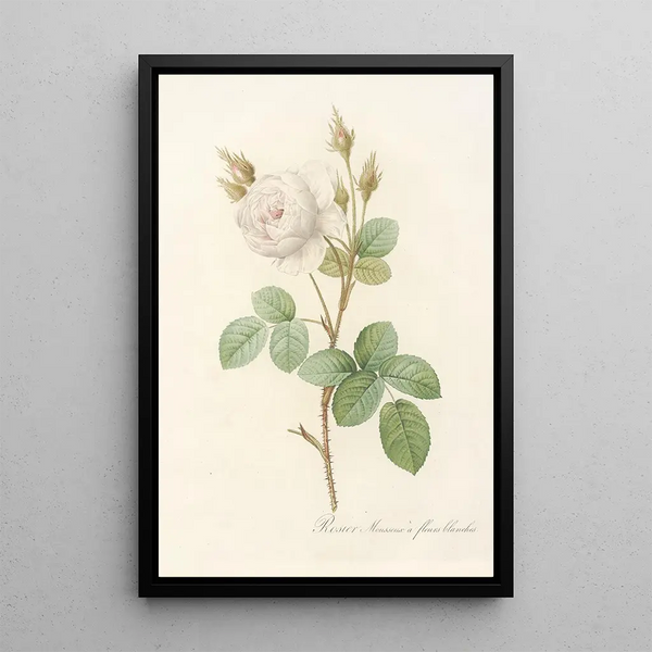 Rosa Muscosa Alba - Pierre Joseph Redouté — gerahmtes Bild an der Wand