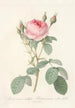 Rosa Muscosa Multiplex - Pierre Joseph Redouté — Ansicht des Kunstwerks