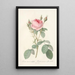 Rosa Muscosa Multiplex - Pierre Joseph Redouté — gerahmtes Bild an der Wand