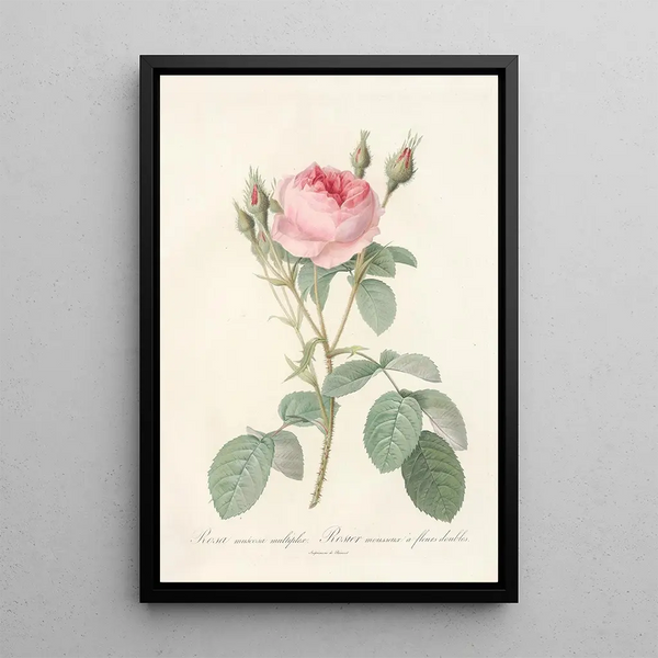 Rosa Muscosa Multiplex - Pierre Joseph Redouté — gerahmtes Bild an der Wand