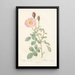 Rosa Muscosa Simplex - Pierre Joseph Redouté — gerahmtes Bild an der Wand