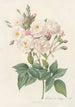 Rosa Noisettiana - Pierre Joseph Redouté — Ansicht des Kunstwerks