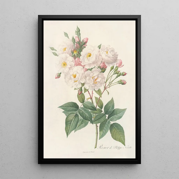 Rosa Noisettiana - Pierre Joseph Redouté — gerahmtes Bild an der Wand