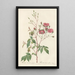 Rosa Noisettiana Purpurea - Pierre Joseph Redouté — gerahmtes Bild an der Wand