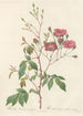 Rosa Noisettiana Purpurea - Pierre Joseph Redouté — Ansicht des Kunstwerks