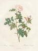 Orbessanea rosier - Pierre Joseph Redouté — Ansicht des Kunstwerks