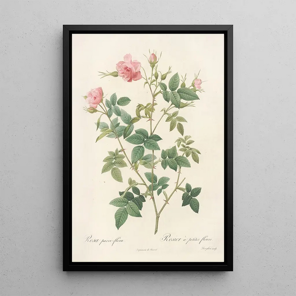 Rosa Parviflora Var Flore Multiplici - Pierre Joseph Redouté — gerahmtes Bild an der Wand