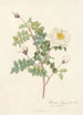 Rosa Pimpinellifolia Alba Flore Multiplici - Pierre Joseph Redouté — Ansicht des Kunstwerks