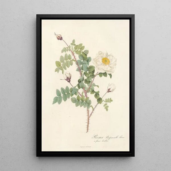 Rosa Pimpinellifolia Alba Flore Multiplici - Pierre Joseph Redouté — gerahmtes Bild an der Wand