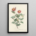 Rosa Pimpinellifolia Flore Variegato - Pierre Joseph Redouté — gerahmtes Bild an der Wand