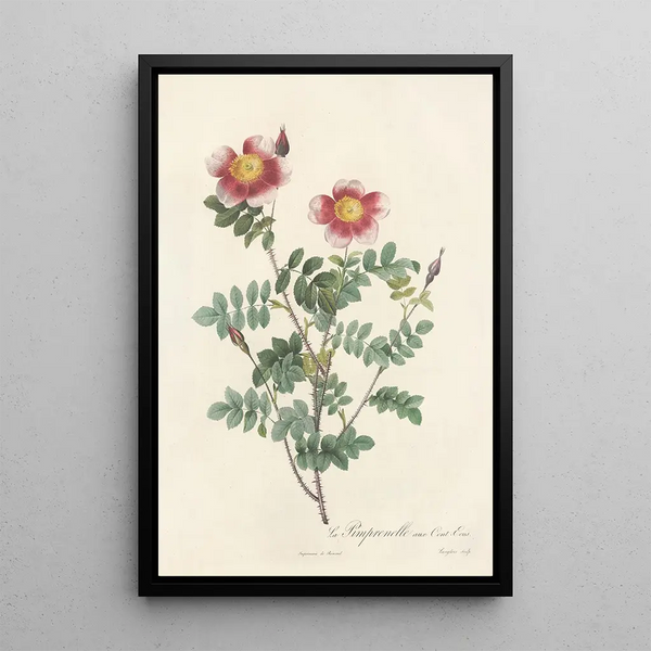 Rosa Pimpinellifolia Flore Variegato - Pierre Joseph Redouté — gerahmtes Bild an der Wand