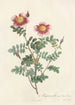 Rosa Pimpinellifolia Flore Variegato - Pierre Joseph Redouté — Ansicht des Kunstwerks