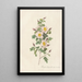 Rosa Pimpinellifolia Inermis - Pierre Joseph Redouté — gerahmtes Bild an der Wand