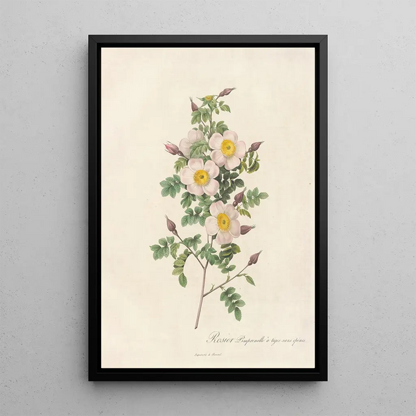 Rosa Pimpinellifolia Inermis - Pierre Joseph Redouté — gerahmtes Bild an der Wand