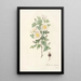 Rosa Pimpinellifolia Mariaeburgensis - Pierre Joseph Redouté — gerahmtes Bild an der Wand