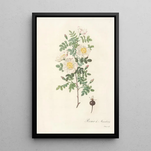 Rosa Pimpinellifolia Mariaeburgensis - Pierre Joseph Redouté — gerahmtes Bild an der Wand