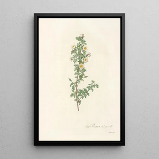 Pierre Joseph Redout - Rosa Pimpinellifolia Pumila.webp