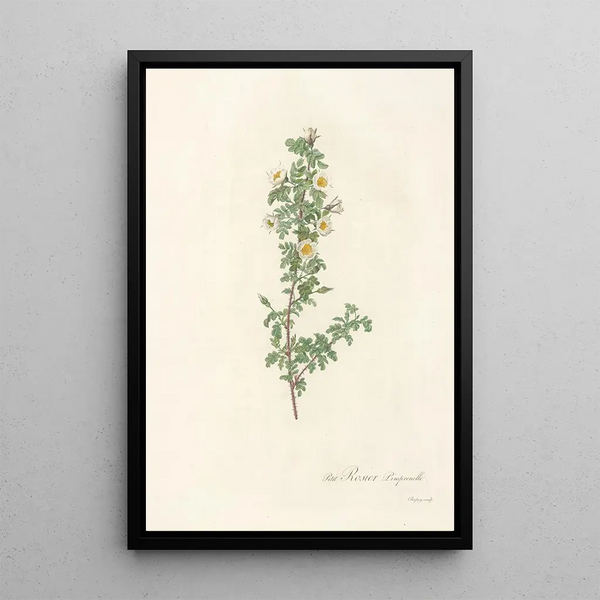 Rosa Pimpinellifolia Pumila - Pierre Joseph Redouté — gerahmtes Bild an der Wand