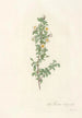 Rosa Pimpinellifolia Pumila - Pierre Joseph Redouté — Ansicht des Kunstwerks