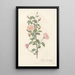 Rosa Pimpinellifolia Rubra - Pierre Joseph Redouté — gerahmtes Bild an der Wand