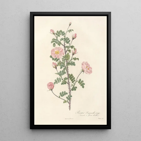 Rosa Pimpinellifolia Rubra - Pierre Joseph Redouté — gerahmtes Bild an der Wand