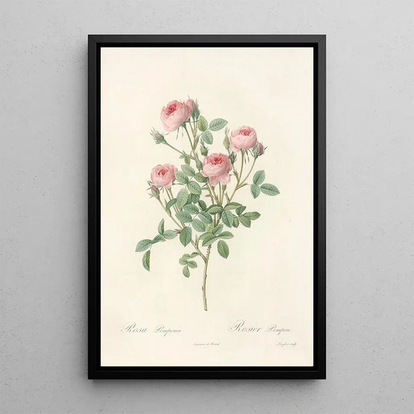 Rosa Pomponia - Pierre Joseph Redouté — gerahmtes Bild an der Wand