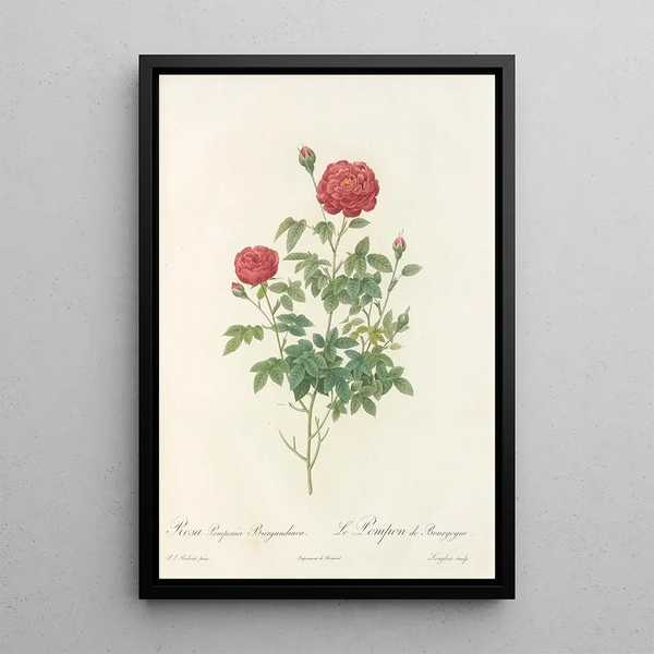 Rosa Pomponia Burgundiaca - Pierre Joseph Redouté — gerahmtes Bild an der Wand