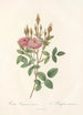 Rosa Pomponiana Muscosa - Pierre Joseph Redouté — Ansicht des Kunstwerks