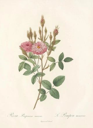 Pierre Joseph Redout - Rosa Pomponiana Muscosa.webp