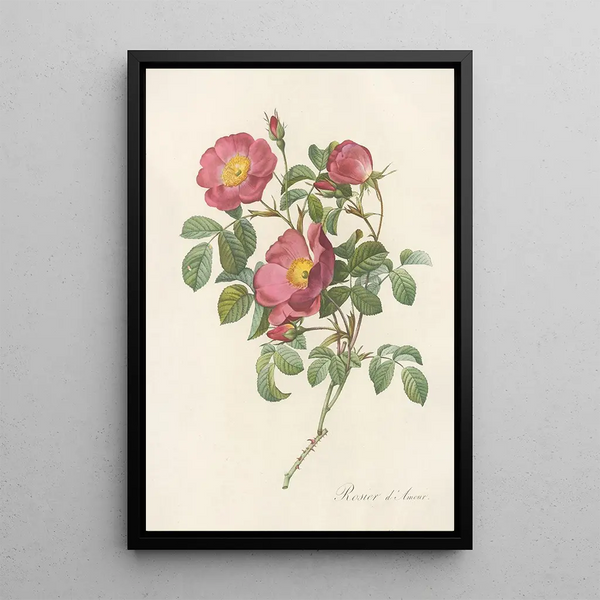 Rosa Pumila - Pierre Joseph Redouté — gerahmtes Bild an der Wand