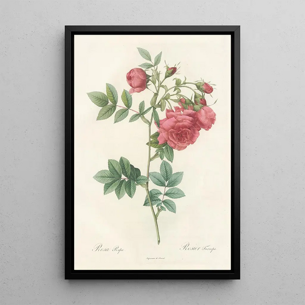 Rosa Rapa - Pierre Joseph Redouté — gerahmtes Bild an der Wand
