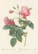 Rosa Reclinata Flore Submultiplici - Pierre Joseph Redouté — Ansicht des Kunstwerks