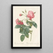 Rosa Reclinata Flore Submultiplici - Pierre Joseph Redouté — gerahmtes Bild an der Wand