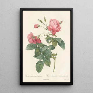 Pierre Joseph Redout - Rosa Reclinata Flore Sub Multiplici.webp