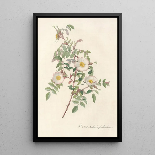 Rosa Redutea Glauca - Pierre Joseph Redouté — gerahmtes Bild an der Wand