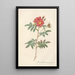 Rosa Redutea Rubescens - Pierre Joseph Redouté — gerahmtes Bild an der Wand