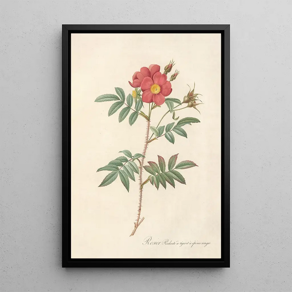 Rosa Redutea Rubescens - Pierre Joseph Redouté — gerahmtes Bild an der Wand
