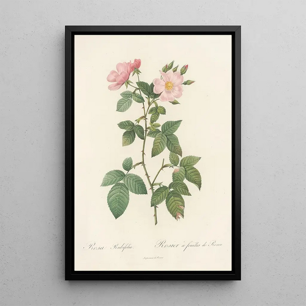 Rosa Rubifolia - Pierre Joseph Redouté — gerahmtes Bild an der Wand