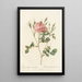 Rosa Rubiginosa AnemoneFlora - Pierre Joseph Redouté — gerahmtes Bild an der Wand