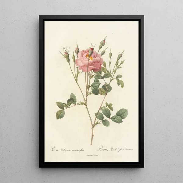 Rosa Rubiginosa AnemoneFlora - Pierre Joseph Redouté — gerahmtes Bild an der Wand