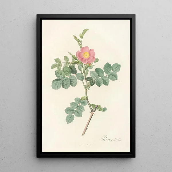 Rosa Rubiginosa Cretica - Pierre Joseph Redouté — gerahmtes Bild an der Wand