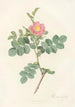 Rosa Rubiginosa Cretica - Pierre Joseph Redouté — Ansicht des Kunstwerks