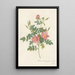 Rosa Rubiginosa Flore SemiPleno - Pierre Joseph Redouté — gerahmtes Bild an der Wand