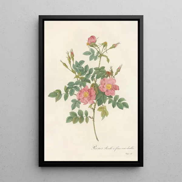 Rosa Rubiginosa Flore SemiPleno - Pierre Joseph Redouté — gerahmtes Bild an der Wand