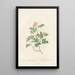 Rosa Rubiginosa Nemoralis - Pierre Joseph Redouté — gerahmtes Bild an der Wand